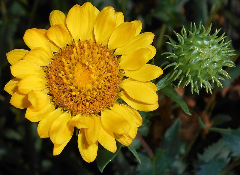 DOGLĘDKA NASTROSZONA - GRINDELIA SQUARROSA
