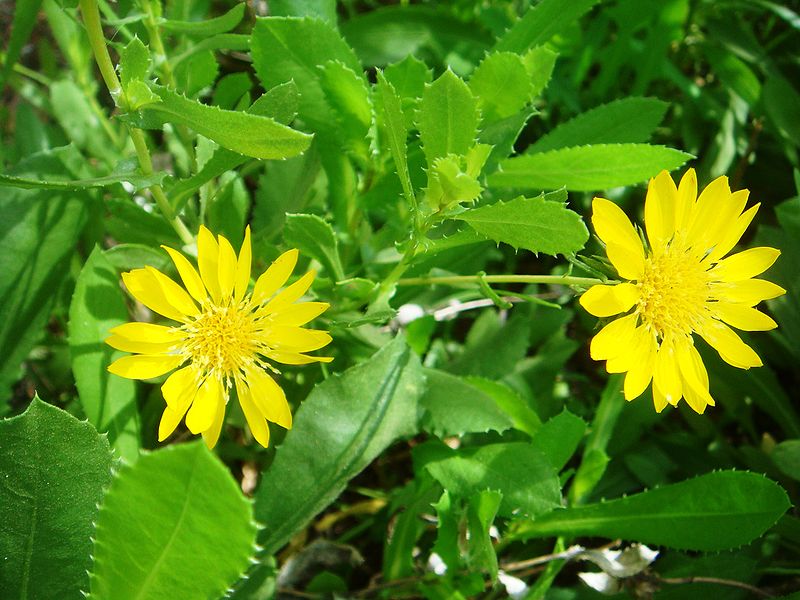 DOGLĘDKA NASTROSZONA - GRINDELIA SQUARROSA - obrazek 3