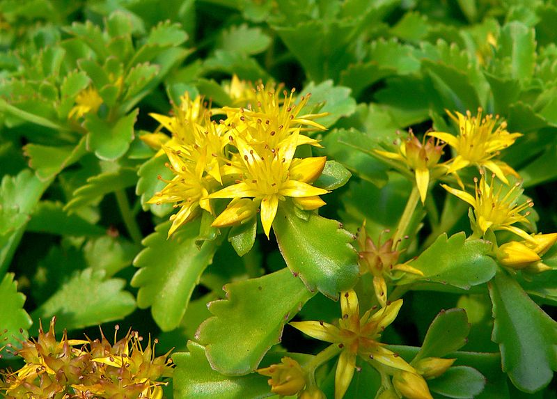 ROZCHODNIK KAMCZACKI - SEDUM KAMTSCHATICUM