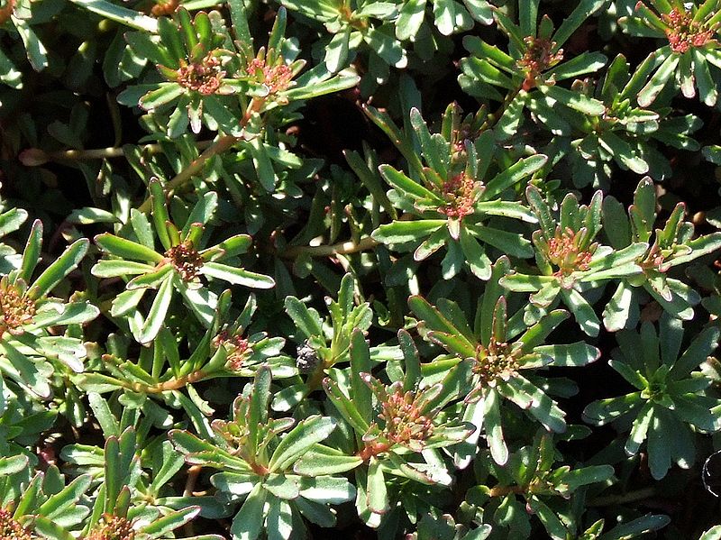 ROZCHODNIK KAMCZACKI - SEDUM KAMTSCHATICUM - obrazek 3