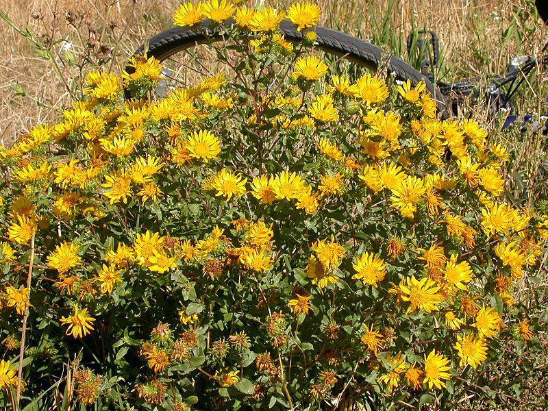 DOGLĘDKA NASTROSZONA - GRINDELIA SQUARROSA - obrazek 2