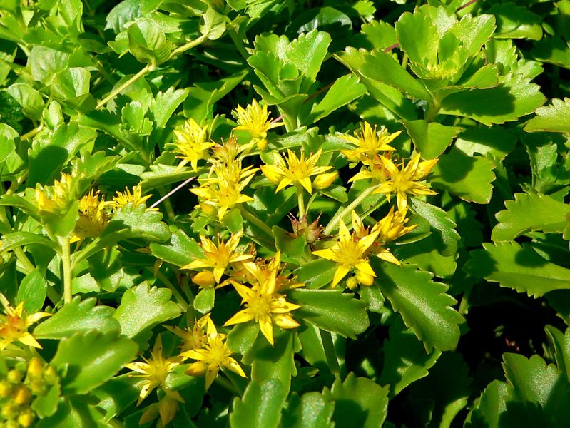 ROZCHODNIK KAMCZACKI - SEDUM KAMTSCHATICUM - obrazek 2