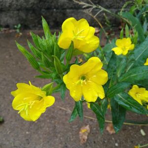 WIESIOŁEK DWULETNI - OENOTHERA BIENNIS