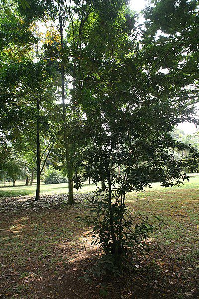 HERBATA CHIŃSKA - CAMELLIA SINENSIS DARJEELING - obrazek 5