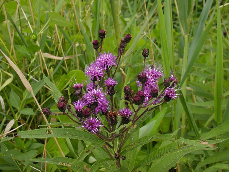 WERNONIA WŁOSISTA - MIODODAJNA - VERNONIA CRINITA - obrazek 3