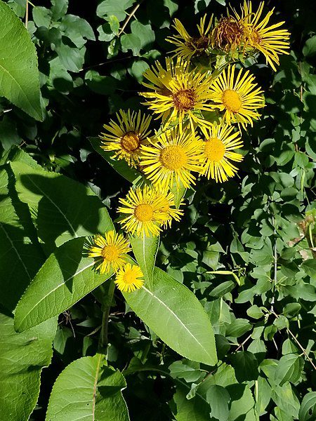 OMAN HIMALAJSKI - PRZECIWBÓLOWY - INULA RACEMOSA