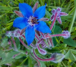 OGÓRECZNIK LEKARSKI - MIODODAJNY - BORAGO OFFICINALIS