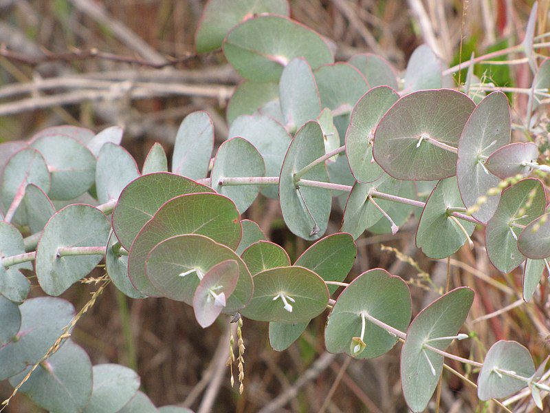 EUKALIPTUS POPIELATY - EUCALYPTUS CINEREA - obrazek 3