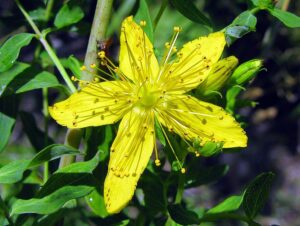 DZIURAWIEC LECZNICZY - HYPERICUM PERFORATUM