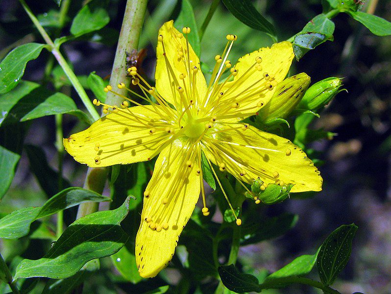 DZIURAWIEC LECZNICZY - HYPERICUM PERFORATUM