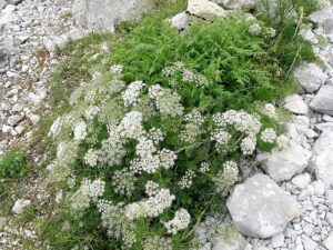 BIEDRZENIEC ANYŻ - PIMPINELLA ANISUM