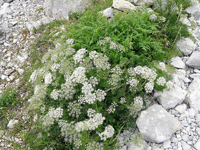 BIEDRZENIEC ANYŻ - PIMPINELLA ANISUM