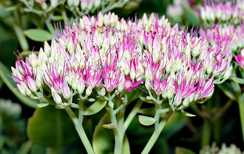 ROZCHODNIK OKAZAŁY BRILLIANT - SEDUM SPECTABILE - obrazek 4