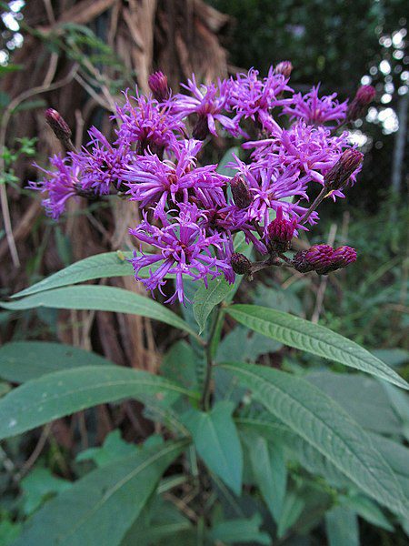WERNONIA WŁOSISTA - MIODODAJNA - VERNONIA CRINITA - obrazek 2