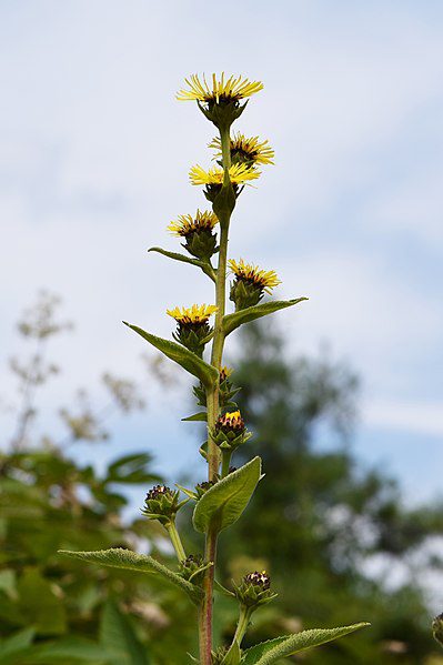 OMAN HIMALAJSKI - PRZECIWBÓLOWY - INULA RACEMOSA - obrazek 2