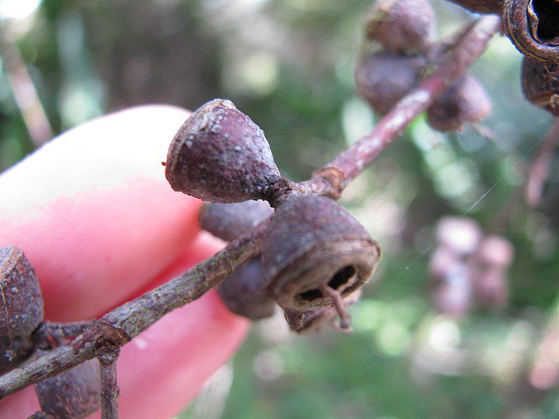 EUKALIPTUS POPIELATY - EUCALYPTUS CINEREA - obrazek 4
