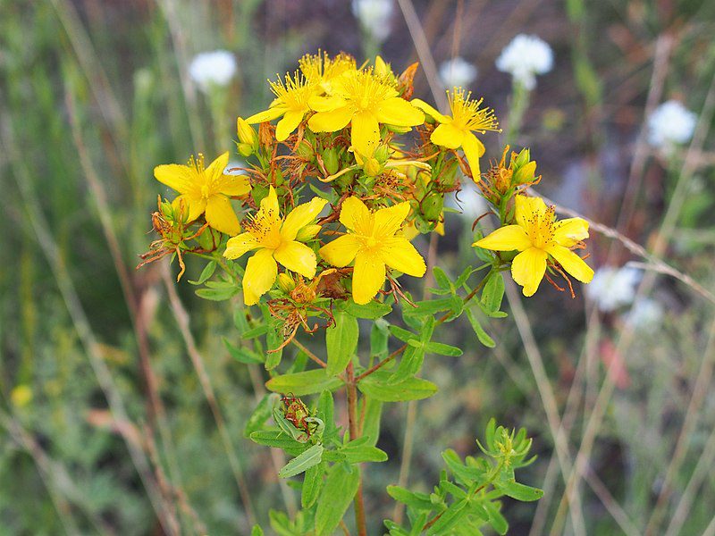 DZIURAWIEC LECZNICZY - HYPERICUM PERFORATUM - obrazek 4