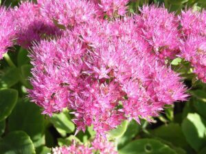 ROZCHODNIK  OKAZAŁY BRILLIANT - SEDUM SPECTABILE