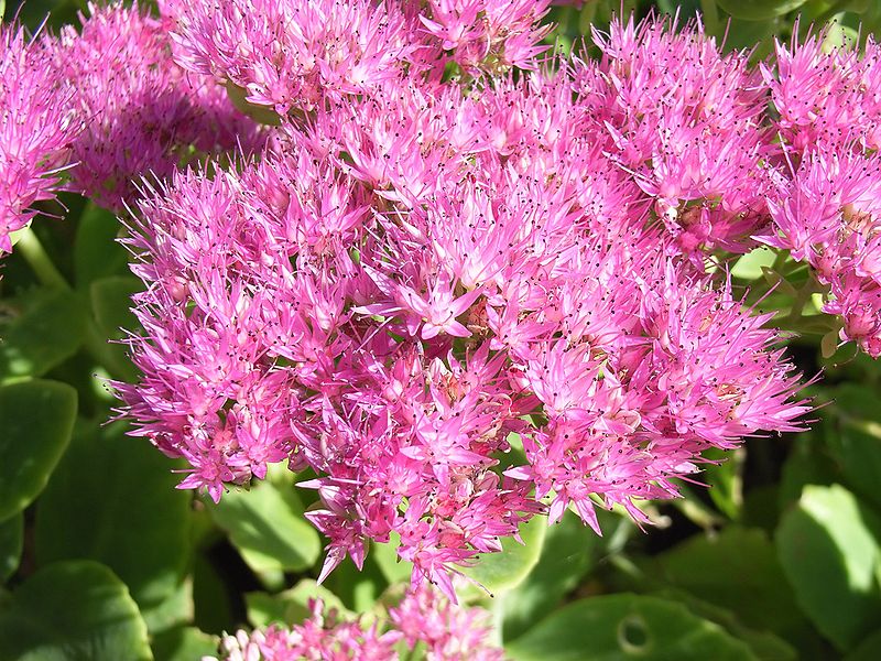 ROZCHODNIK OKAZAŁY BRILLIANT - SEDUM SPECTABILE