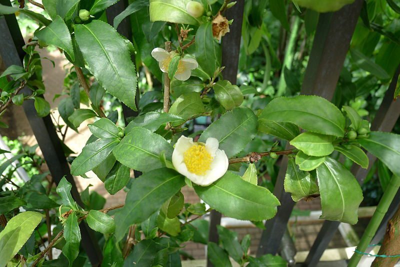 HERBATA CHIŃSKA - CAMELLIA SINENSIS DARJEELING - obrazek 3