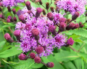 WERNONIA WŁOSISTA - MIODODAJNA - VERNONIA CRINITA
