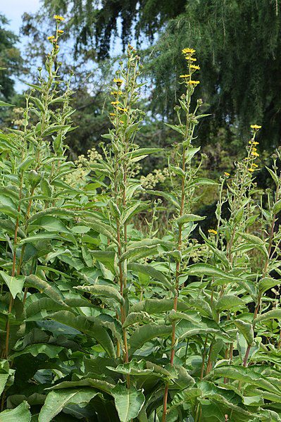 OMAN HIMALAJSKI - PRZECIWBÓLOWY - INULA RACEMOSA - obrazek 3