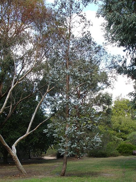 EUKALIPTUS POPIELATY - EUCALYPTUS CINEREA - obrazek 6
