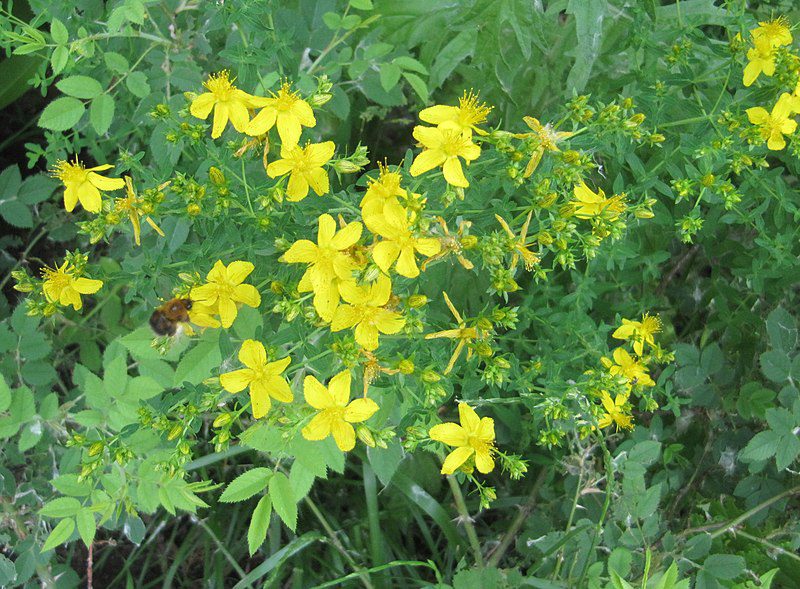 DZIURAWIEC LECZNICZY - HYPERICUM PERFORATUM - obrazek 3