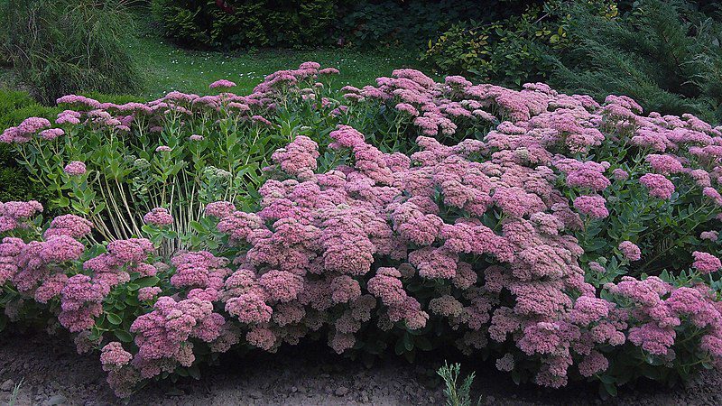 ROZCHODNIK OKAZAŁY BRILLIANT - SEDUM SPECTABILE - obrazek 3
