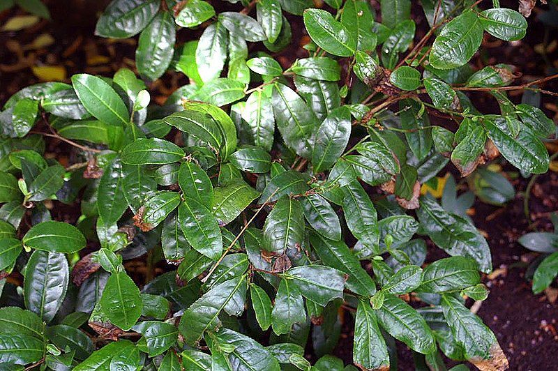 HERBATA CHIŃSKA - CAMELLIA SINENSIS DARJEELING - obrazek 2