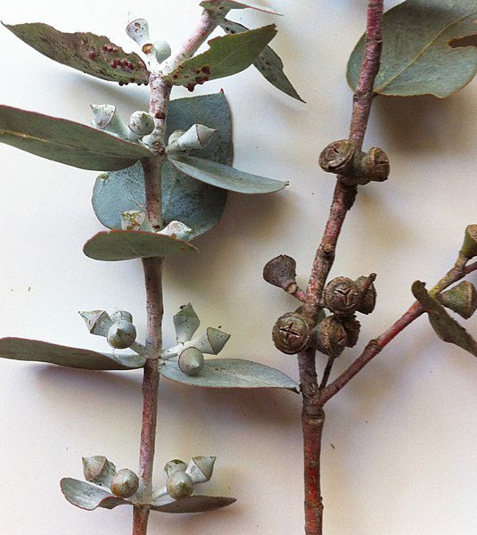 EUKALIPTUS POPIELATY - EUCALYPTUS CINEREA - obrazek 7