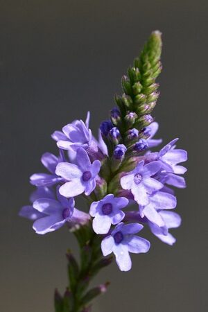 WERBENA KRZACZASTA - MIODODAJNA - VERBENA HASTATA