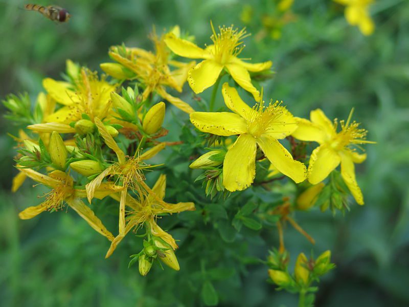 DZIURAWIEC LECZNICZY - HYPERICUM PERFORATUM - obrazek 2