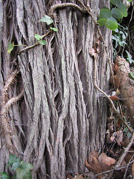 EUKALIPTUS POPIELATY - EUCALYPTUS CINEREA - obrazek 5
