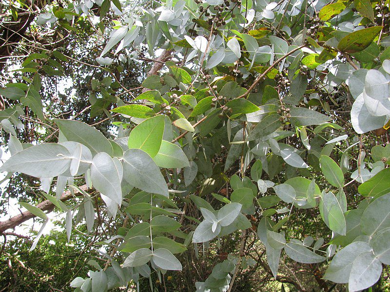 EUKALIPTUS POPIELATY - EUCALYPTUS CINEREA - obrazek 2