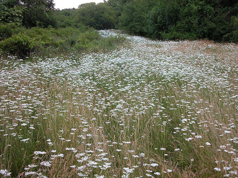 ORLAJA WIELKOKWIATOWA - ORLAYA GRANDIFLORA - obrazek 4