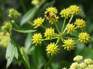LUBCZYK OGRODOWY - LEVISTICUM OFFICINALE