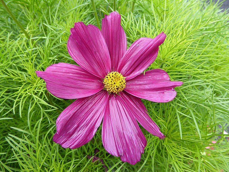 KOSMOS PIERZASTY MIODODAJNY - COSMOS BIPINNATUS