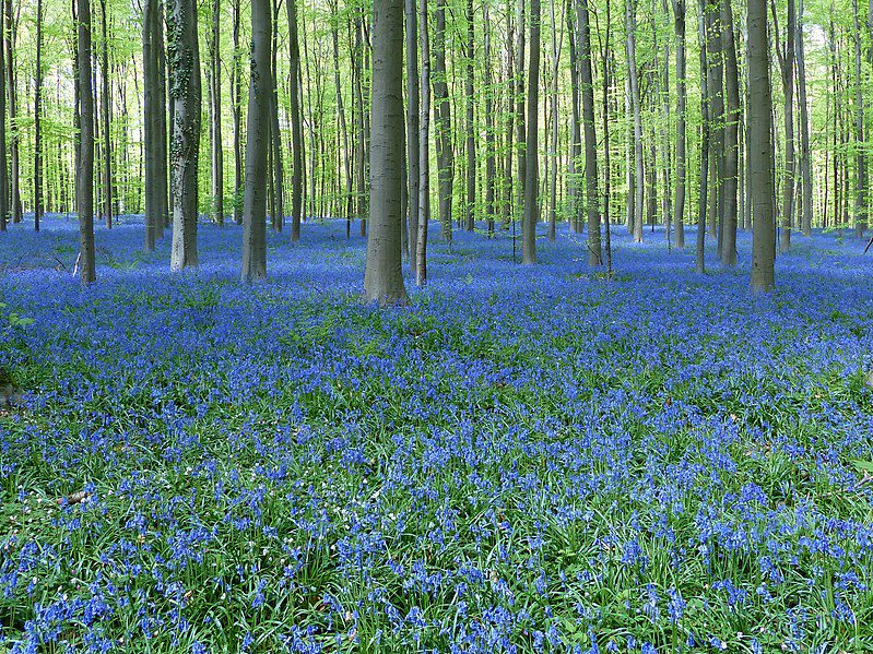 HIACYNTOWIEC WONNY - HYACINTHOIDES SCRIPTA - obrazek 4
