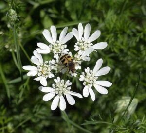 ORLAJA WIELKOKWIATOWA - ORLAYA GRANDIFLORA