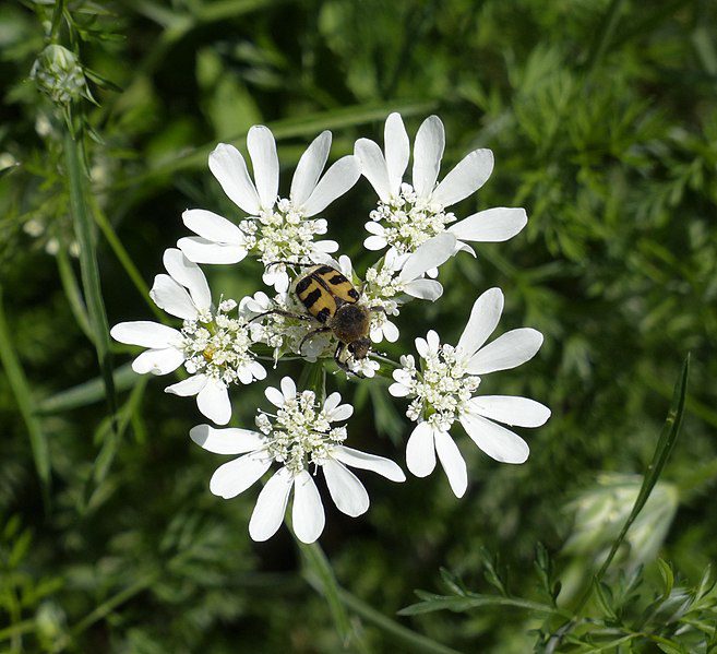 ORLAJA WIELKOKWIATOWA - ORLAYA GRANDIFLORA