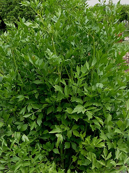 LUBCZYK OGRODOWY - LEVISTICUM OFFICINALE - obrazek 4