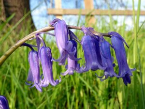 HIACYNTOWIEC WONNY - HYACINTHOIDES SCRIPTA