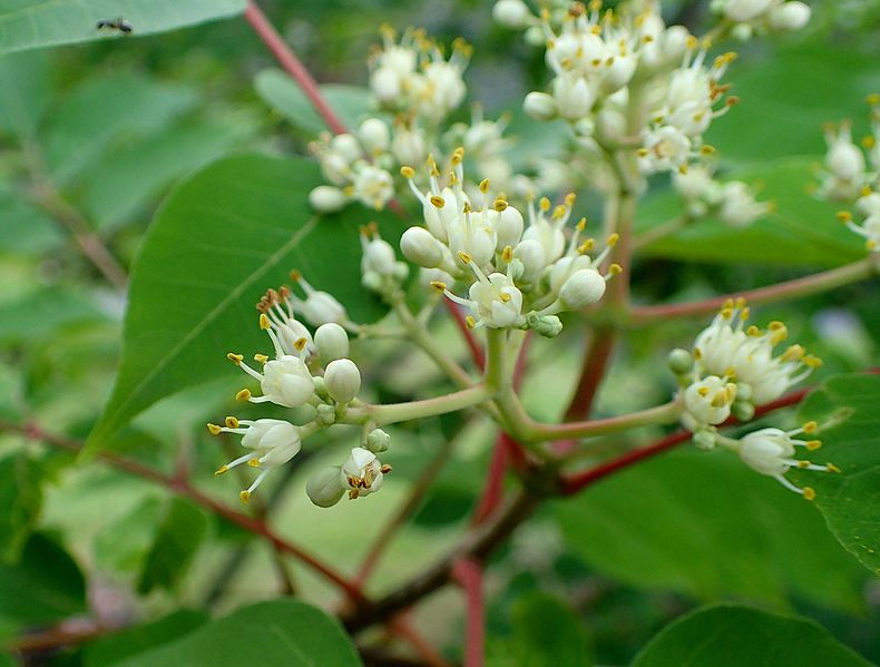 EWODIA AKSAMITNA - PSZCZELE DRZEWO - TETRADIUM DANIELLII EVODIA