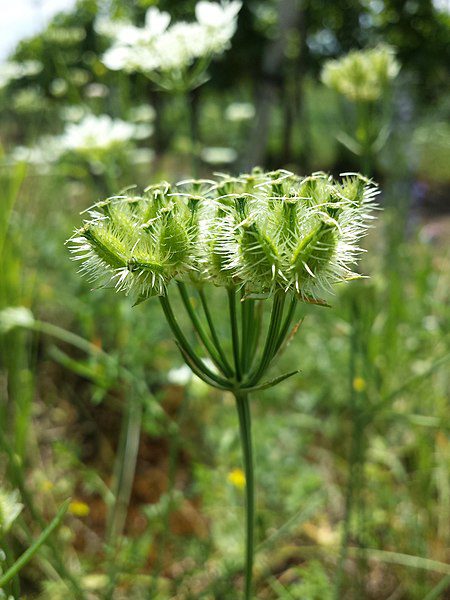 ORLAJA WIELKOKWIATOWA - ORLAYA GRANDIFLORA - obrazek 3
