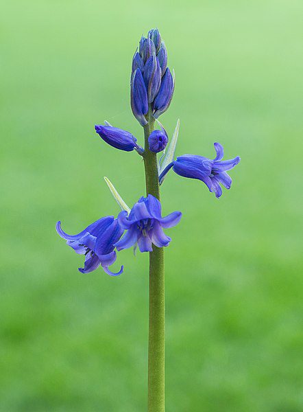 HIACYNTOWIEC WONNY - HYACINTHOIDES SCRIPTA - obrazek 3