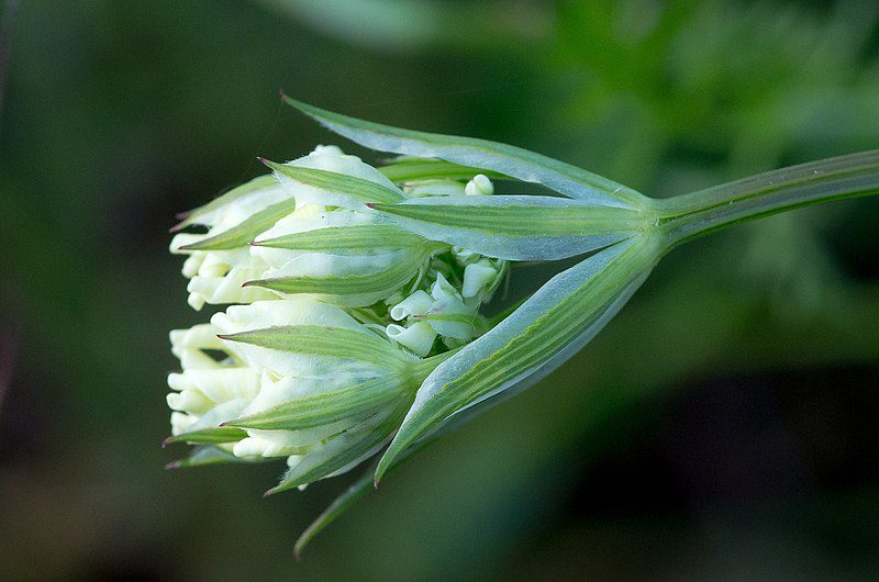 ORLAJA WIELKOKWIATOWA - ORLAYA GRANDIFLORA - obrazek 2