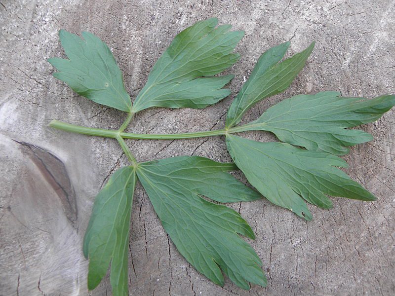 LUBCZYK OGRODOWY - LEVISTICUM OFFICINALE - obrazek 2