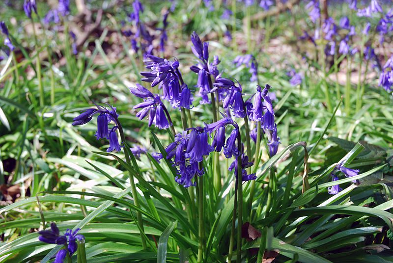 HIACYNTOWIEC WONNY - HYACINTHOIDES SCRIPTA - obrazek 2