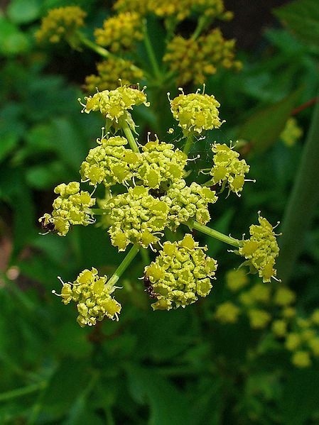 LUBCZYK OGRODOWY - LEVISTICUM OFFICINALE - obrazek 5